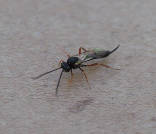 Réf. 237 687 : Campopleginae inconnu